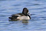 Ring-necked Duck